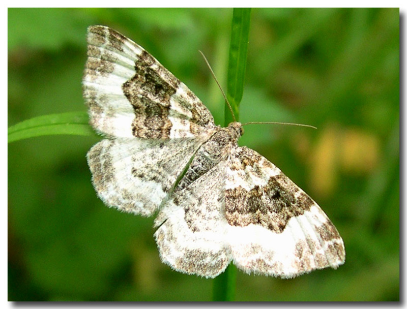 Due Geometridae